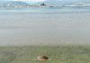 Гърция регистрира повишена популация на медузи в крайбрежните води