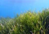 Гърция възстановява популацията на морските водорасли Посидония