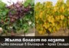 Жълтата болест по лозята вече е в България: риск от сериозни загуби за лозарите