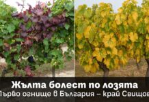 Жълтата болест по лозята вече е в България: риск от сериозни загуби за лозарите